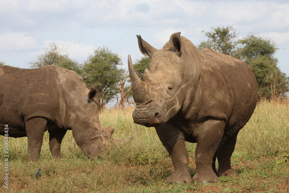 Breitmaulnashorn / Square-lipped rhinoceros / Ceratotherium simum Breitmaulnashorn / Square-lipped rhinoceros / Ceratotherium simum
