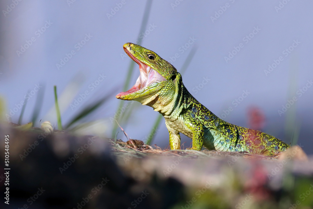 Portrait of a dominant male ocellated lizard or jewelled lizard (Timon lepidus) sunbathing with wide open mouth. Nature background image. Scary green and blue exotic lizard with vibrant colors. Spain Portrait of a dominant male ocellated lizard or jewelled lizard (Timon lepidus) sunbathing with wide open mouth. Nature background image. Scary green and blue exotic lizard with vibrant colors. Spain