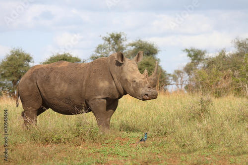 Breitmaulnashorn und Riesenglanzstar / Square-lipped rhinoceros and Burchell's starling / Ceratotherium simum et Lamprotornis australis