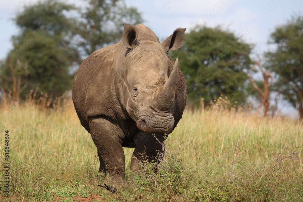 Obraz premium Breitmaulnashorn / Square-lipped rhinoceros / Ceratotherium simum