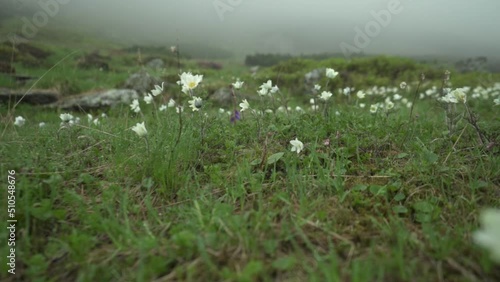 white Pulsatilla flowers shacking from wind in slow motion in moutanis photo