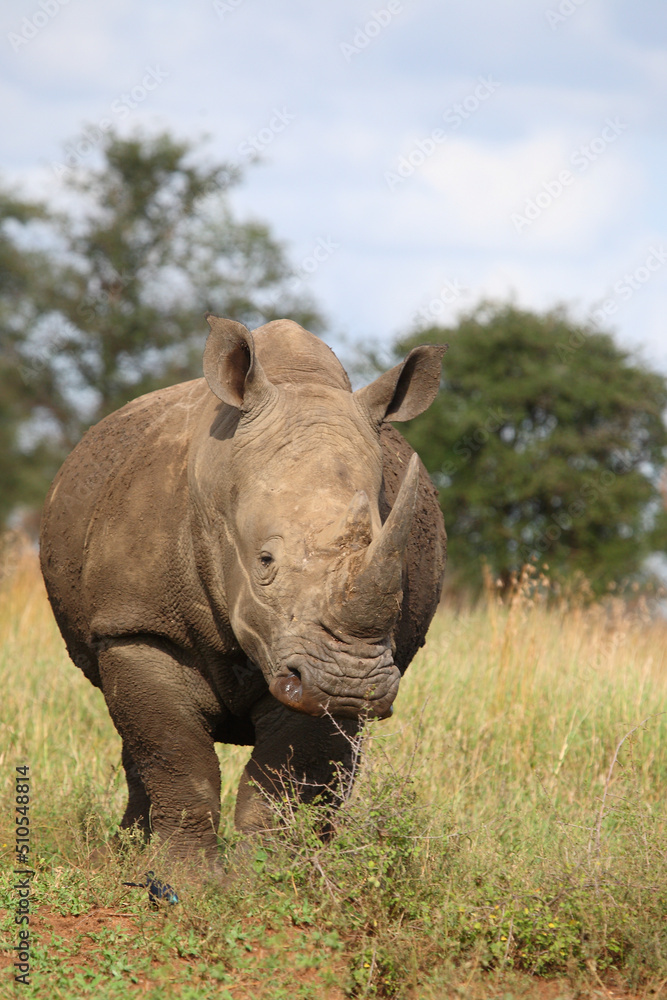 Breitmaulnashorn / Square-lipped rhinoceros / Ceratotherium simum Breitmaulnashorn / Square-lipped rhinoceros / Ceratotherium simum
