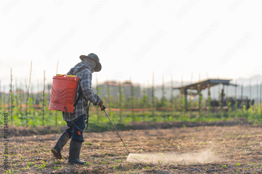 Farmers are using chemical sprayers on their farm fields. to prevent insects To nourish plants. Use of agricultural chemicals. Farmers are using chemical sprayers on their farm fields. to prevent insects To nourish plants. Use of agricultural chemicals.