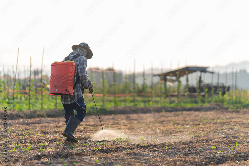 Farmers are using chemical sprayers on their farm fields. to prevent insects To nourish plants. Use of agricultural chemicals. Farmers are using chemical sprayers on their farm fields. to prevent insects To nourish plants. Use of agricultural chemicals.