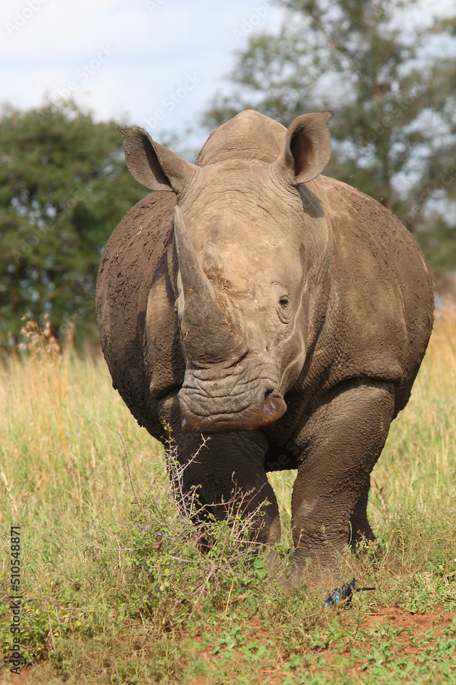 Breitmaulnashorn / Square-lipped rhinoceros / Ceratotherium simum Breitmaulnashorn / Square-lipped rhinoceros / Ceratotherium simum