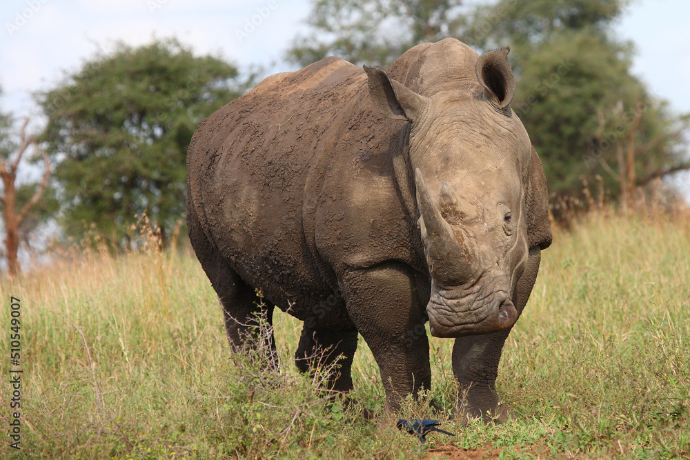 Breitmaulnashorn / Square-lipped rhinoceros / Ceratotherium simum Breitmaulnashorn / Square-lipped rhinoceros / Ceratotherium simum