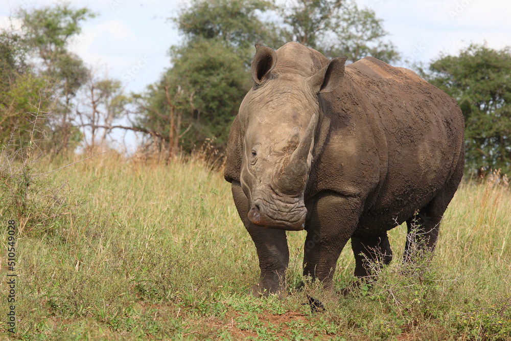 Obraz premium Breitmaulnashorn / Square-lipped rhinoceros / Ceratotherium simum