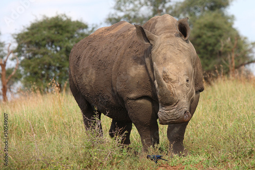 Breitmaulnashorn   Square-lipped rhinoceros   Ceratotherium simum