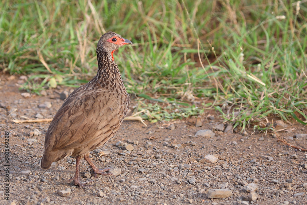 Swainsonfrankolin / Swainson's francolin or Swainson's spurfowl / Francolinus swainsonii. Swainsonfrankolin / Swainson's francolin or Swainson's spurfowl / Francolinus swainsonii.