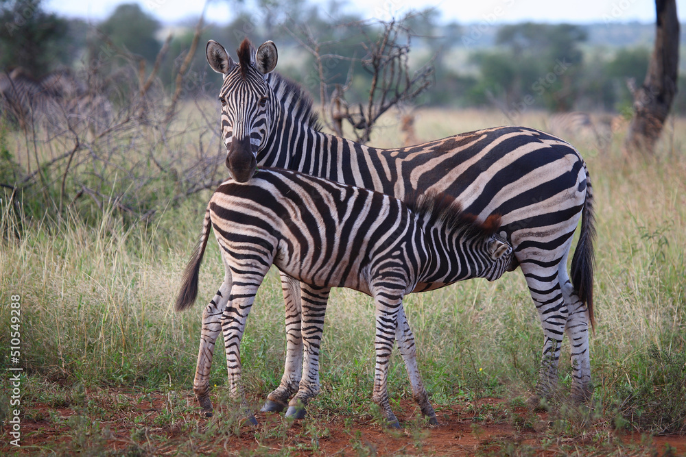 Steppenzebra / Burchell's zebra / Equus burchellii. Steppenzebra / Burchell's zebra / Equus burchellii.