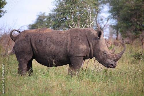 Photo Breitmaulnashorn / Square-lipped rhinoceros / Ceratotherium simum