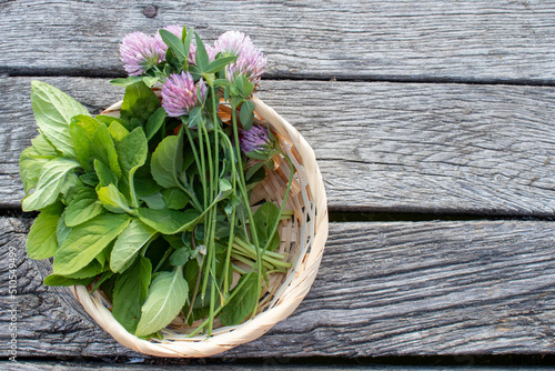 Fresh mint leaves and red clover flowers in a basket on a wooden table. Bunch of fresh herbs on old gray board background with copy space. photo