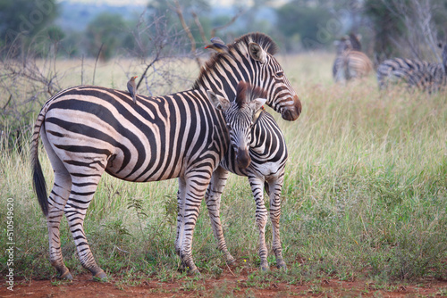 Steppenzebra und Rotschnabel-Madenhacker   Burchell s zebra and Red-billed oxpecker   Equus burchellii et Buphagus erythrorhynchus.