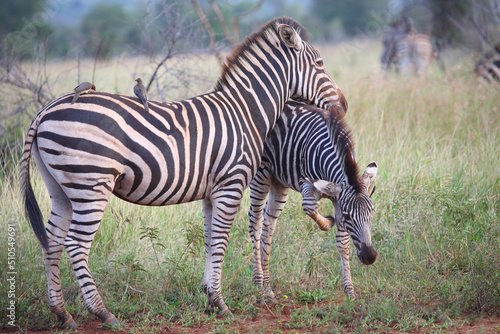 Steppenzebra und Rotschnabel-Madenhacker   Burchell s zebra and Red-billed oxpecker   Equus burchellii et Buphagus erythrorhynchus..