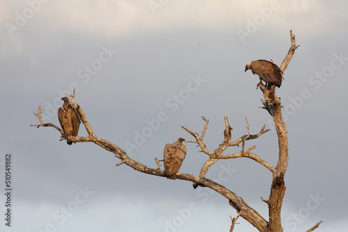 Weißrückengeier / White-backed vulture / Gyps africanus