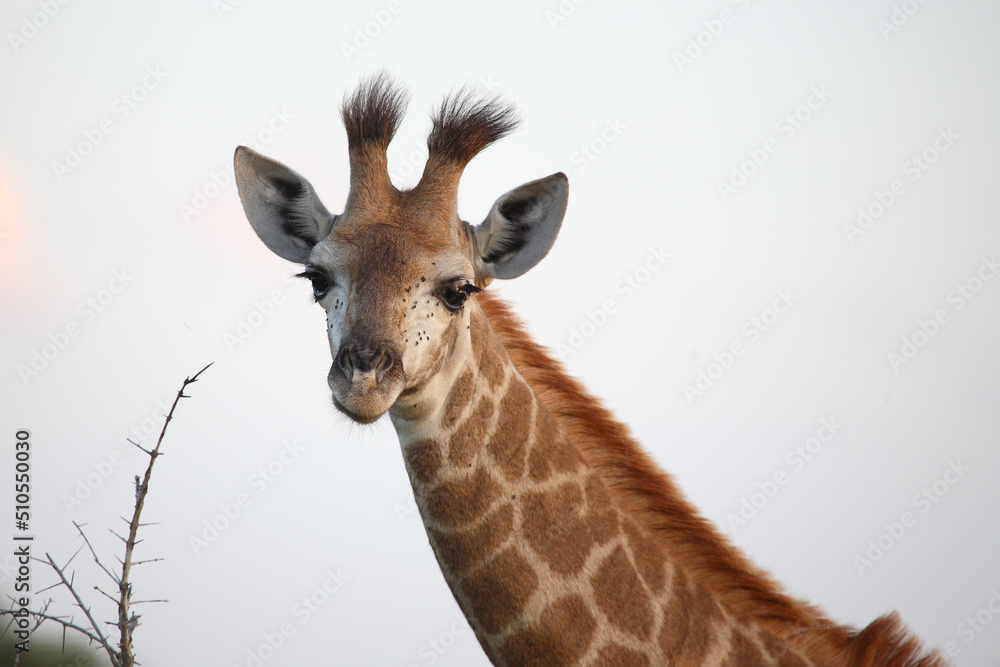 Obraz premium Giraffe / Giraffe / Giraffa camelopardalis.