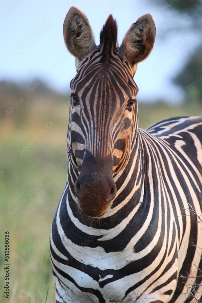 Naklejka premium Steppenzebra / Burchell's zebra / Equus burchellii