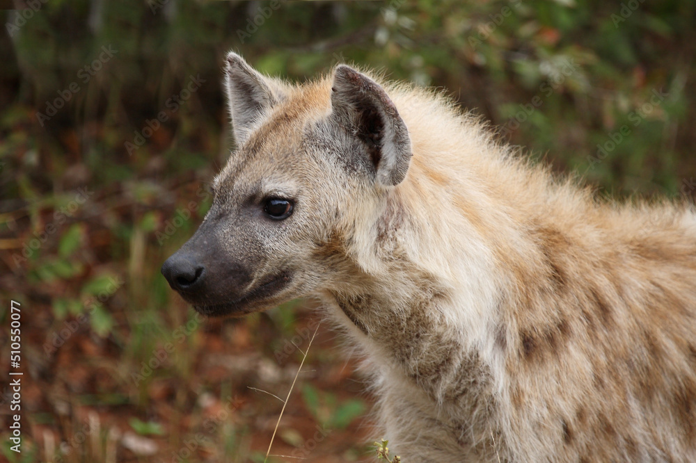 Tüpfelhyäne / Spotted hyaena / Crocuta crocuta... Tüpfelhyäne / Spotted hyaena / Crocuta crocuta...
