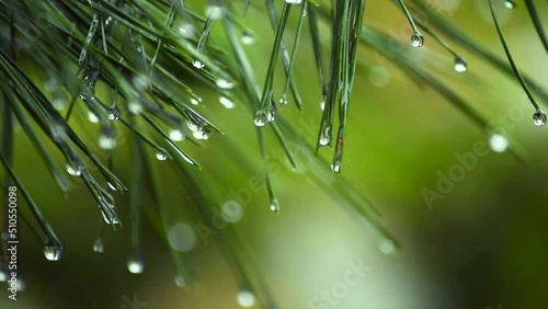 Dripping wet pine needles in a rainy day, close-up