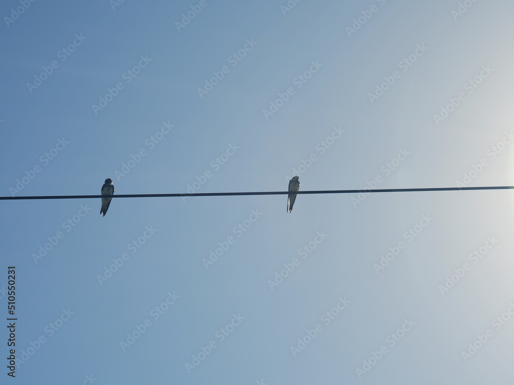 Two barn swallows (Hirundo rustica) on a power line Two barn swallows (Hirundo rustica) on a power line