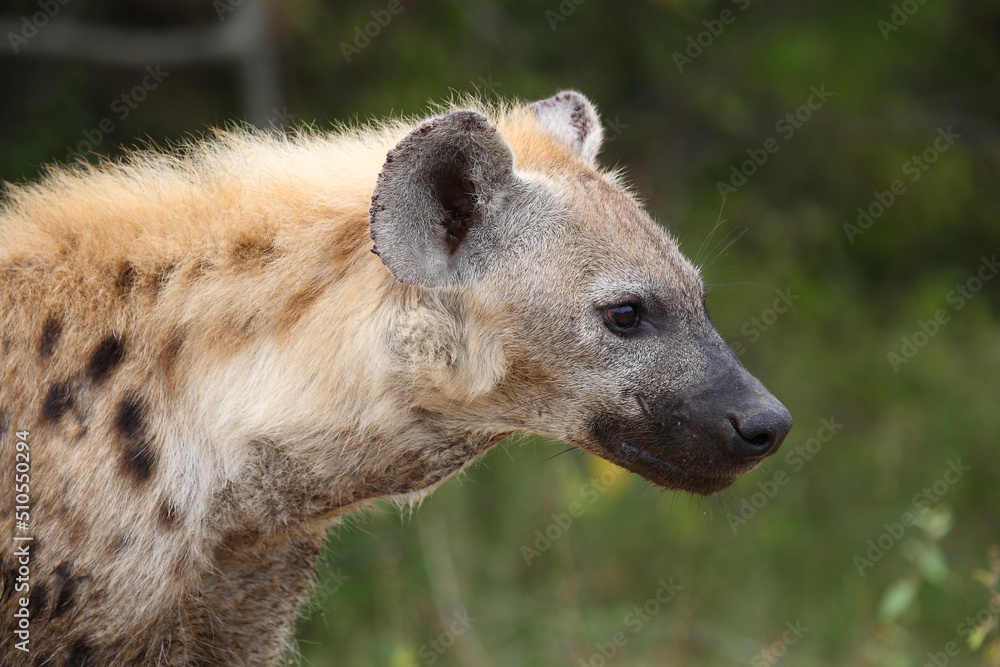 Tüpfelhyäne / Spotted hyaena / Crocuta crocuta... Tüpfelhyäne / Spotted hyaena / Crocuta crocuta...