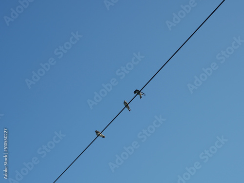 Three barn swallows (Hirundo rustica) on a power line