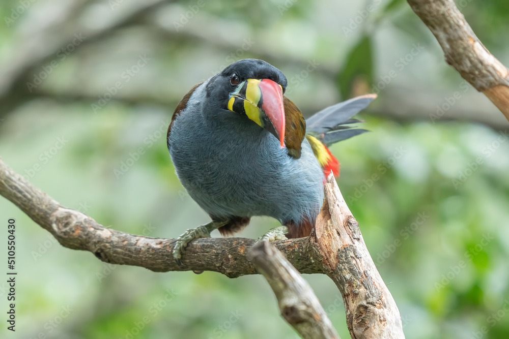 beautiful colored plate-billed mountain toucan (Andigena laminirostris) sitting n the branch very near in the cloud forest beautiful colored plate-billed mountain toucan (Andigena laminirostris) sitting n the branch very near in the cloud forest
