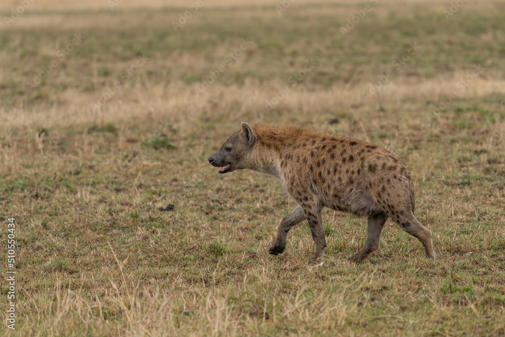 Hyena, detail portrait. Spotted hyena, Crocuta crocuta, angry animal near the water hole, dark forest with trees. Animal in nature, Okavango, Botswana. Wildlife Africa. Hyena, detail portrait. Spotted hyena, Crocuta crocuta, angry animal near the water hole, dark forest with trees. Animal in nature, Okavango, Botswana. Wildlife Africa.