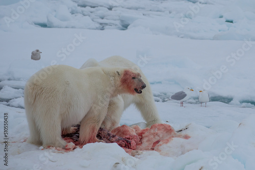 Polar Bear (Ursus maritimus) Spitsbergen North Ocean photo