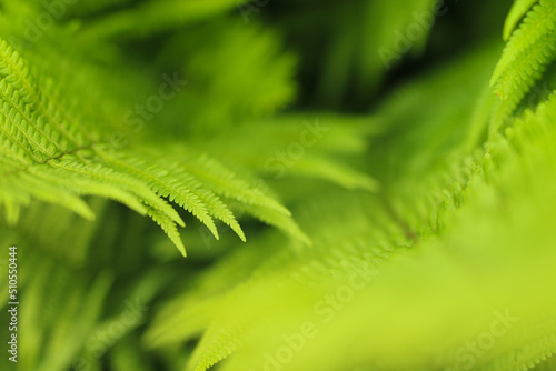 Beautiful nature of green background  fern plant