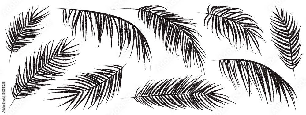 Set of hand drawn tropical palm leaves black silhouette isolated on white background. Vector illustration Set of hand drawn tropical palm leaves black silhouette isolated on white background. Vector illustration