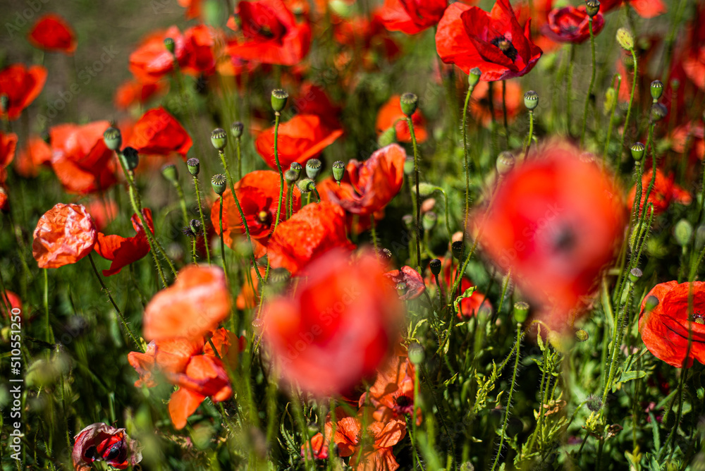 Obraz premium Flowers Red poppies blossom on wild field. Beautiful field red poppies with selective focus. soft light. Natural drugs. Glade of red poppies. Lonely poppy. Soft focus blur