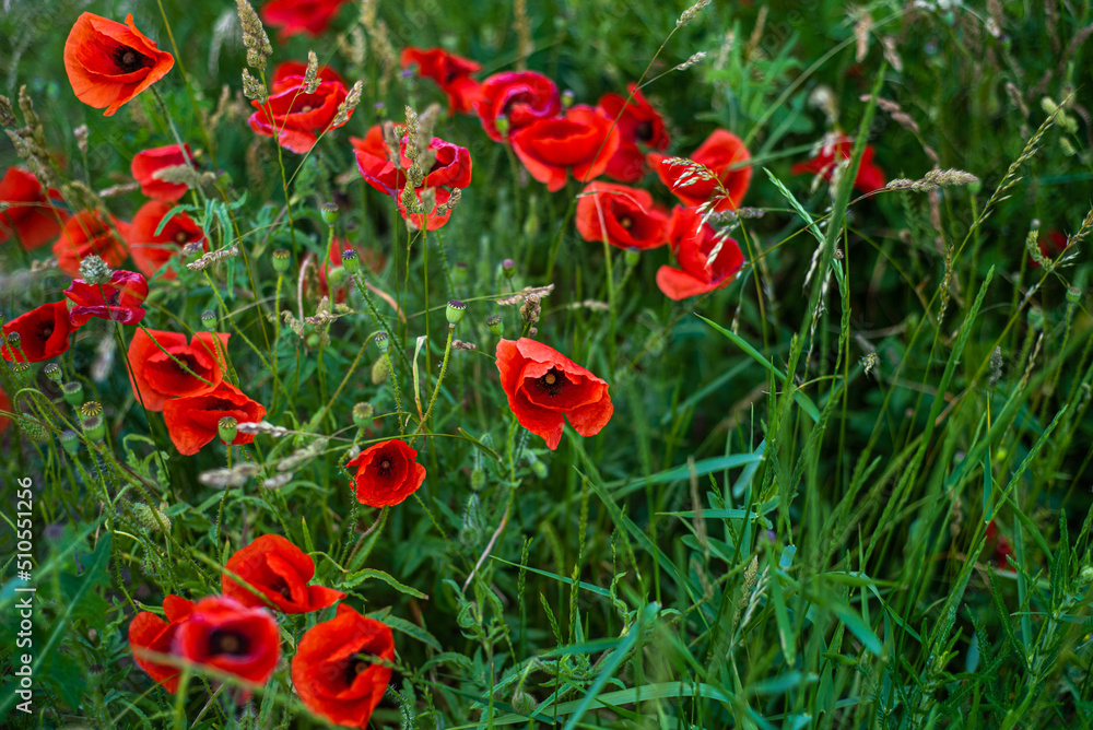 Poppy flowers on the field on a summer sunny day Poppy flowers on the field on a summer sunny day
