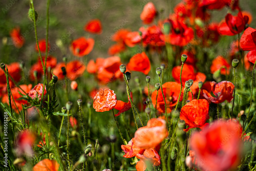 Flowers Red poppies blossom on wild field. Beautiful field red poppies with selective focus. soft light. Natural drugs. Glade of red poppies. Lonely poppy. Soft focus blur Flowers Red poppies blossom on wild field. Beautiful field red poppies with selective focus. soft light. Natural drugs. Glade of red poppies. Lonely poppy. Soft focus blur