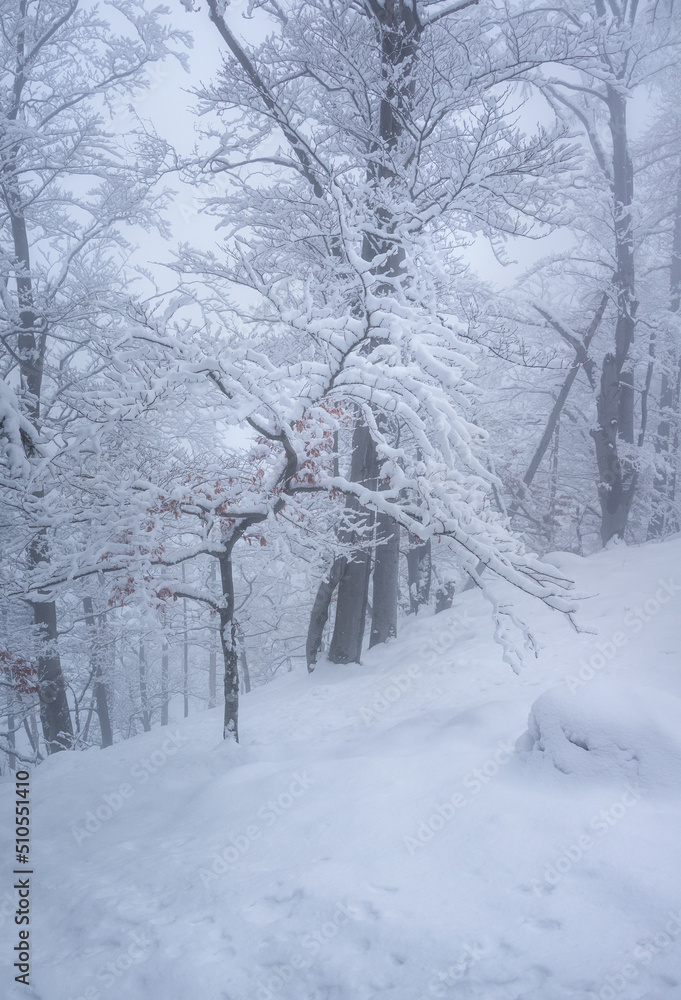 Naklejka premium Winter forest on a foggy day