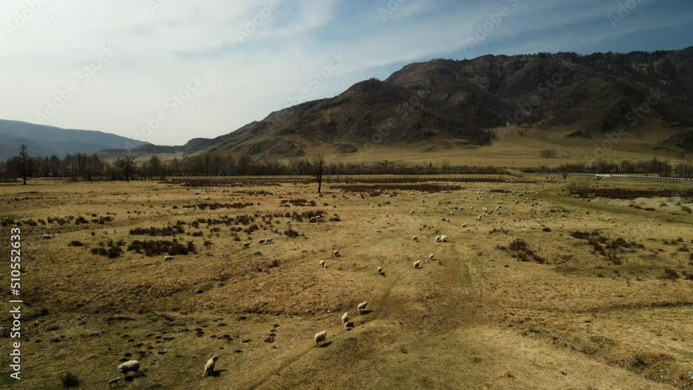 A flock of sheep grazes near high mountains. A flock of sheep grazes near high mountains.