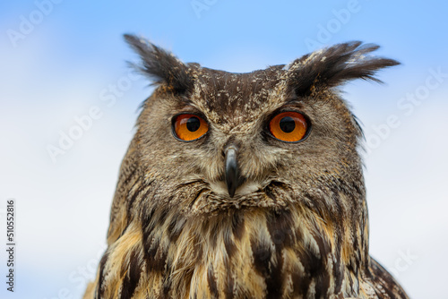 Close up of a big owl head with orange eyes