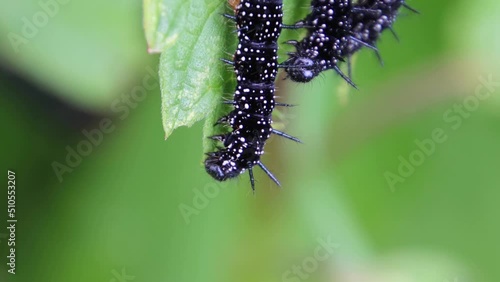 Close up of a caterpillar of the peacock butterfly eating leaves of stinging nettle, also called Aglais io or Pfauenauge