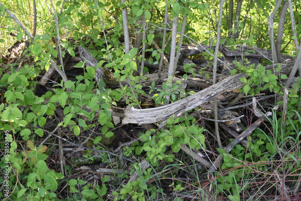 Obraz premium Totholz 6