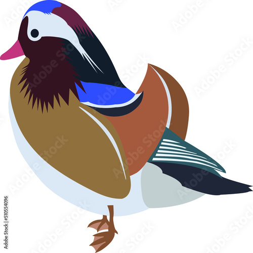mandarin duck color vector isolated image