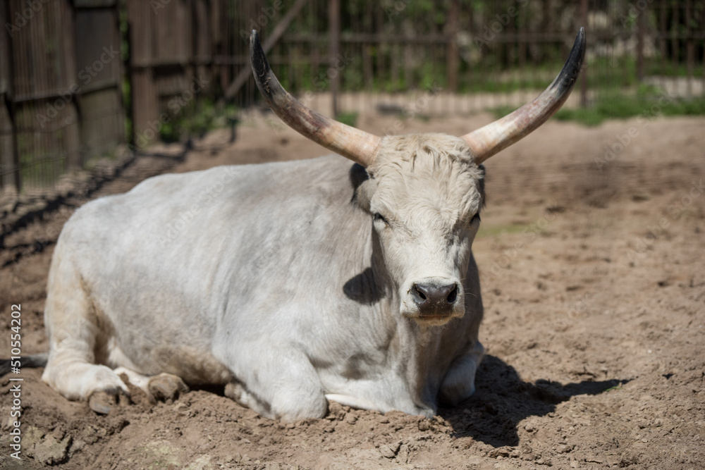 Hungarian grey cattle relax outdoor on zoo Hungarian grey cattle relax outdoor on zoo