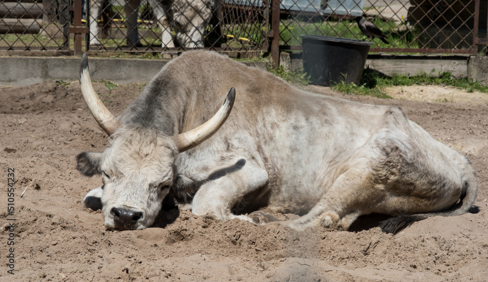 Hungarian grey cattle relax outdoor on zoo Hungarian grey cattle relax outdoor on zoo
