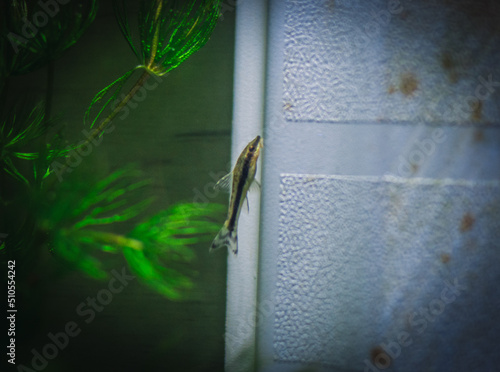 little otocinclus in my aquarium photo