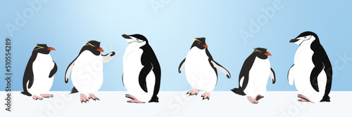Penguins (Rockhopper Penguin, Chinstrap Penguin)