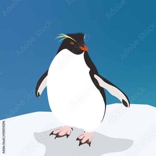 the Rockhopper Penguin