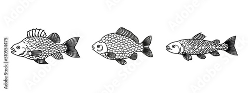 Deutscher Süßwasserfisch - Vector Illustration - Flussbarsch, Karausche, Bachforelle 