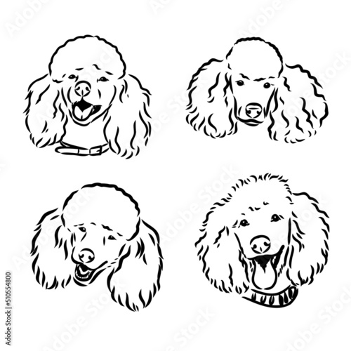 Poodle set. Collection of pedigree dogs. Black white illustration of a classic poodle dog. Vector drawing of a pet. Tattoo.