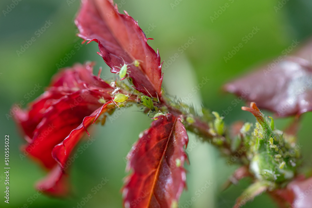 Green aphids on a bud. aphid colony on rose buds, garden pest. Green aphids on a bud. aphid colony on rose buds, garden pest.