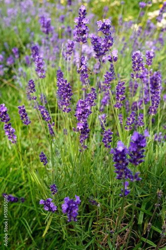 Lavender violet flowers cultivated in park