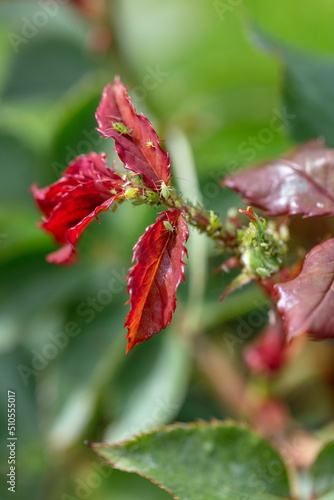 Green aphids on a bud. aphid colony on rose buds  garden pest.